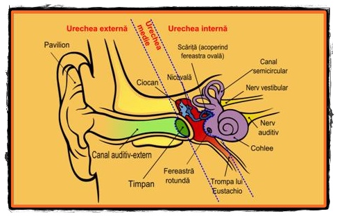 Structura urechii
